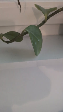 Fleischige Hoya - Oberursel (Taunus), Hessen, Deutschland
