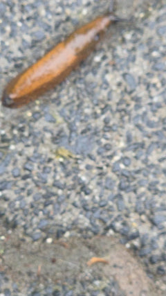 Spanische Wegschnecke - 50.188, 8.591