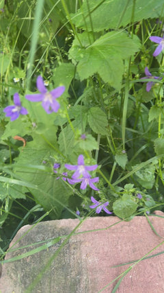 Ausgebreitete Glockenblume