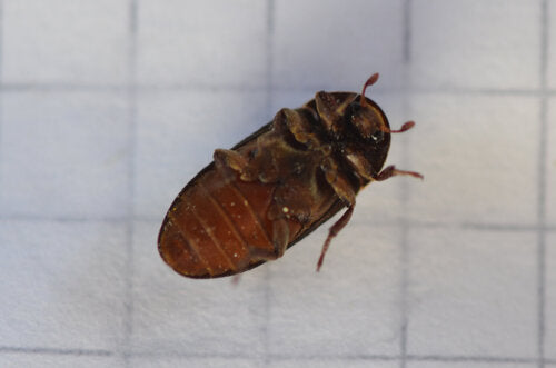 Dermestes Bicolor — Bild 5