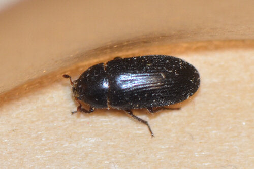 Dermestes Bicolor — Bild 4