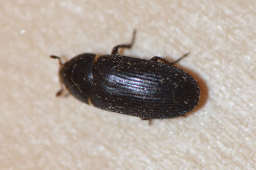 Dermestes Bicolor — Bild 3