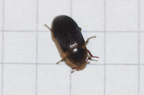 Dermestes Bicolor — Bild 1
