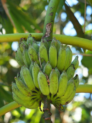 Dessertbanane — Bild 5