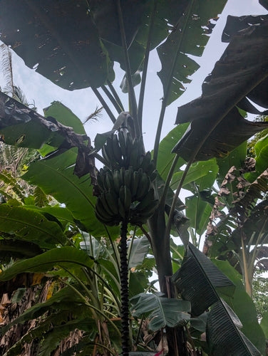 Dessertbanane — Bild 3