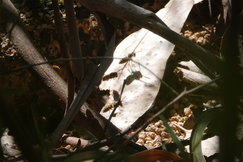 Naturaufnahme - Bild 5