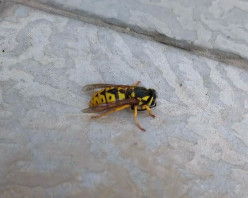 Naturaufnahme - Bild 2