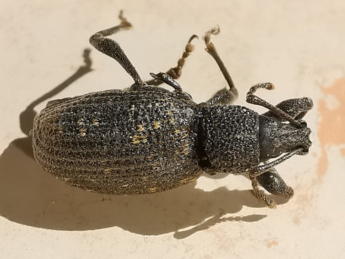 Dickmaulrüssler — Bild 5