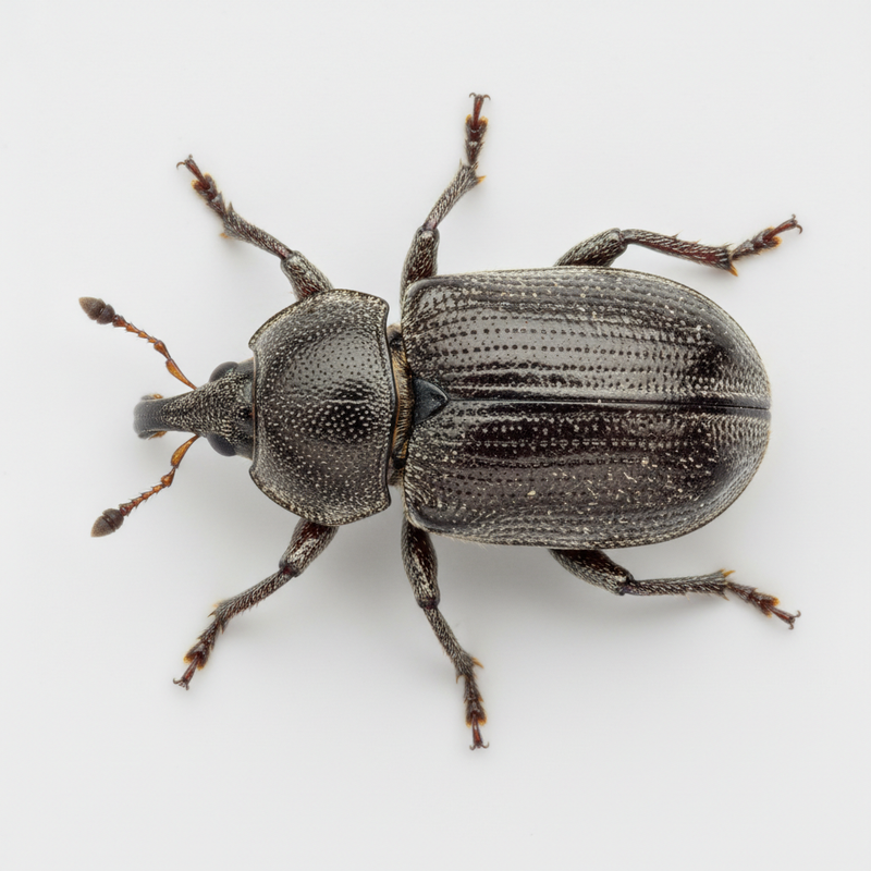 Dickmaulrüssler bekämpfen & loswerden - Mittel gegen Dickmaulrüssler