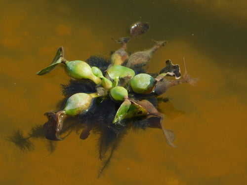 Dickstielige Wasserhyazinthe — Bild 4 von 8