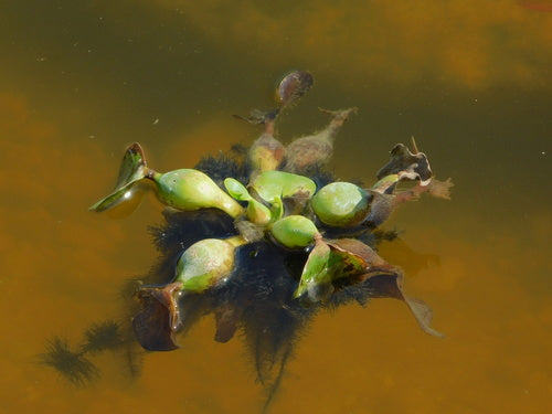 Dickstielige Wasserhyazinthe — Bild 3 von 8