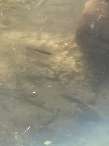Döbel — Bild 3