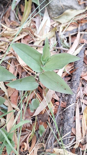 Dreimasterblume 'Nanouk' — Bild 1