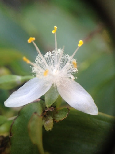 Dreimasterblume 'Nanouk' — Bild 5