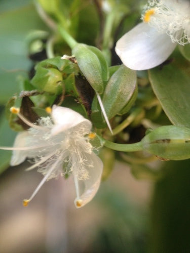 Dreimasterblume 'Nanouk' — Bild 3