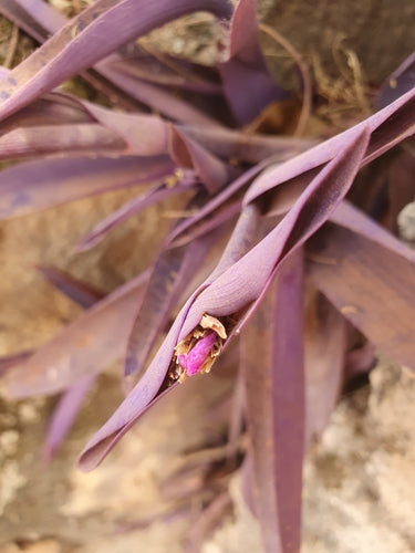 Naturaufnahme - Bild 2