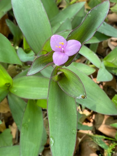 Naturaufnahme - Bild 8