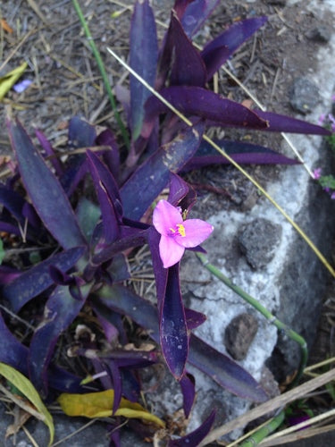 Naturaufnahme - Bild 1