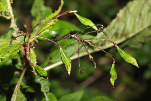 Drüsiges Springkraut — Bild 3