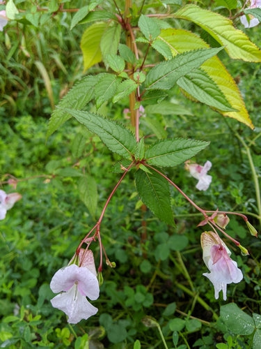 Drüsiges Springkraut — Bild 5