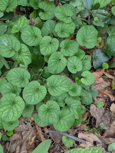 Duftveilchen — Bild 5