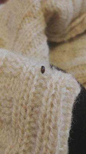 Dunkler Pelzkäfer - Bild 1