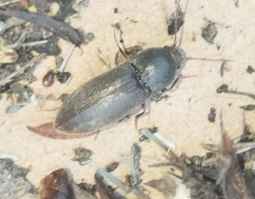 Dunkler Schnellkäfer — Bild 4