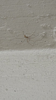 Zitterspinne