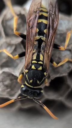 Feldwespe