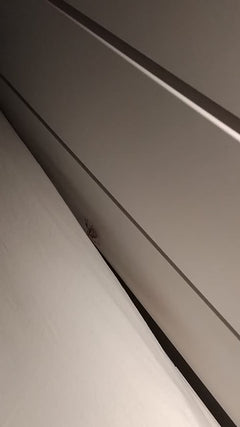 Nosferatu-Spinne - Innsbruck, Österreich