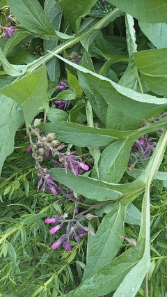 Wiesen-Hummel