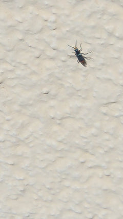Zweifleckiger Zipfelkäfer