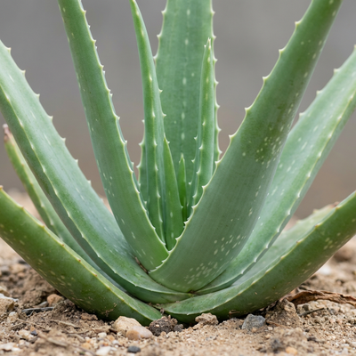 Echte Aloe  Silberkraft
