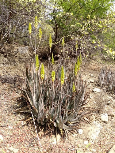 Echte Aloe — Bild 5