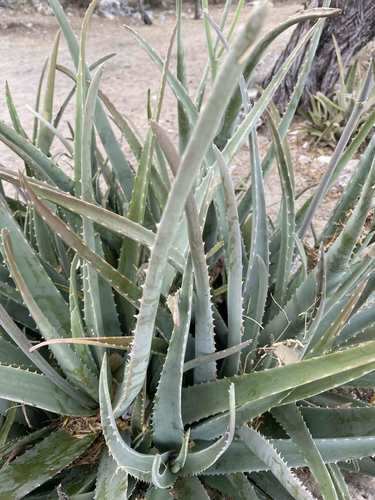 Echte Aloe  Silberkraft