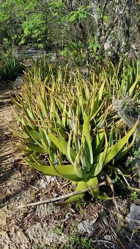 aloe vera kissen maxxgoods 4Life Variables Nackenstützkissen | AloeVera main image 0