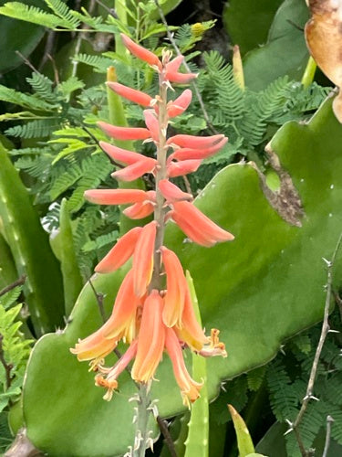 Echte Aloe  Silberkraft