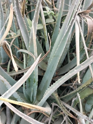 Echte Aloe  Silberkraft