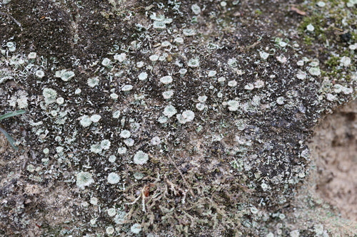 Echte Becherflechte — Bild 3 von 9