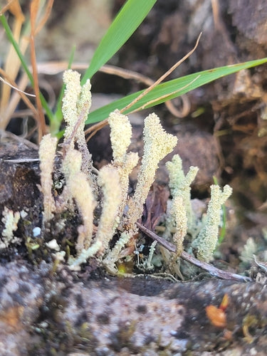 Echte Becherflechte — Bild 2 von 9