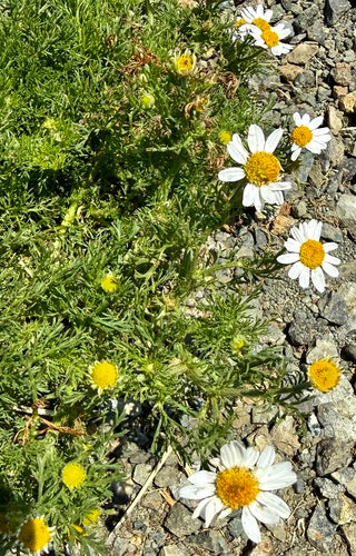 Echte Hundskamille — Bild 4 von 10