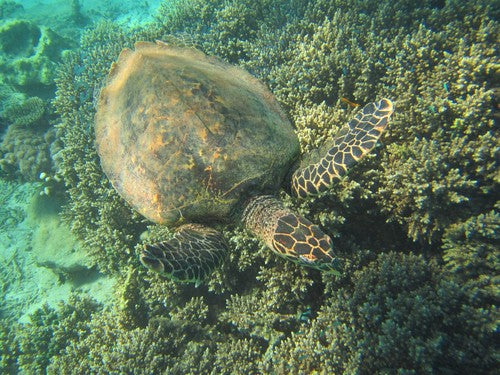Echte Karettschildkröte — Bild 1