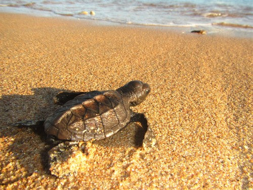 Echte Karettschildkröte — Bild 5