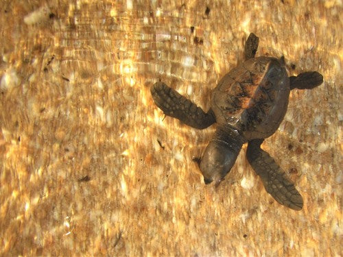 Echte Karettschildkröte — Bild 4