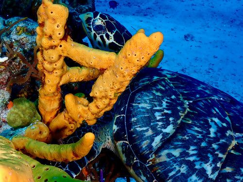Echte Karettschildkröte — Bild 2