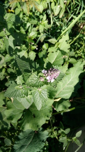 Echte Katzenminze — Bild 2