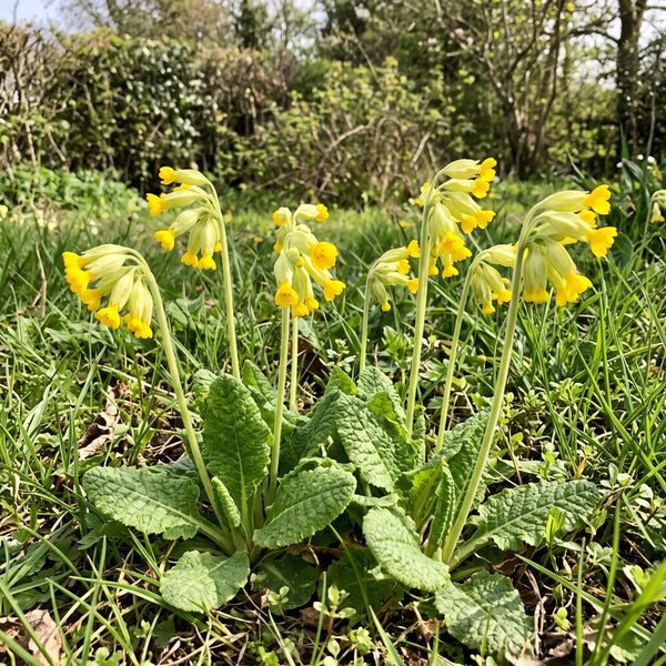 Echte Schlüsselblume (Primula veris) in Blüte im naturnahen Garten (KI-generiert)