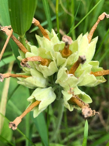 Echte Schlüsselblume — Bild 4 von 11