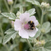 Blüte von Echter Eibisch (Althaea officinalis) in Nahaufnahme (KI-generiert)