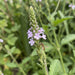 Blüte von Echtes Eisenkraut (Verbena officinalis) in Nahaufnahme (KI-generiert)